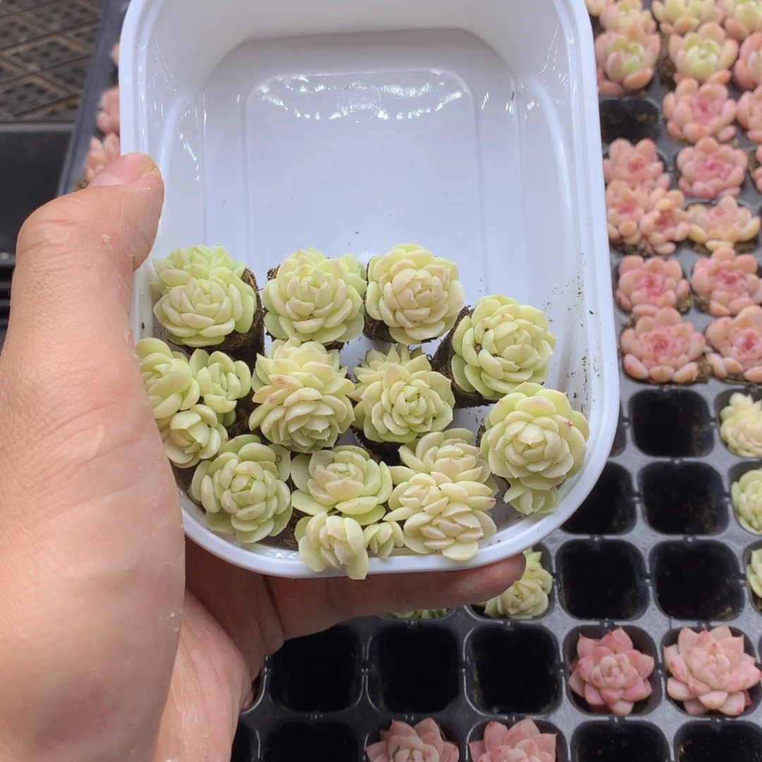 反反复复还是很开心023