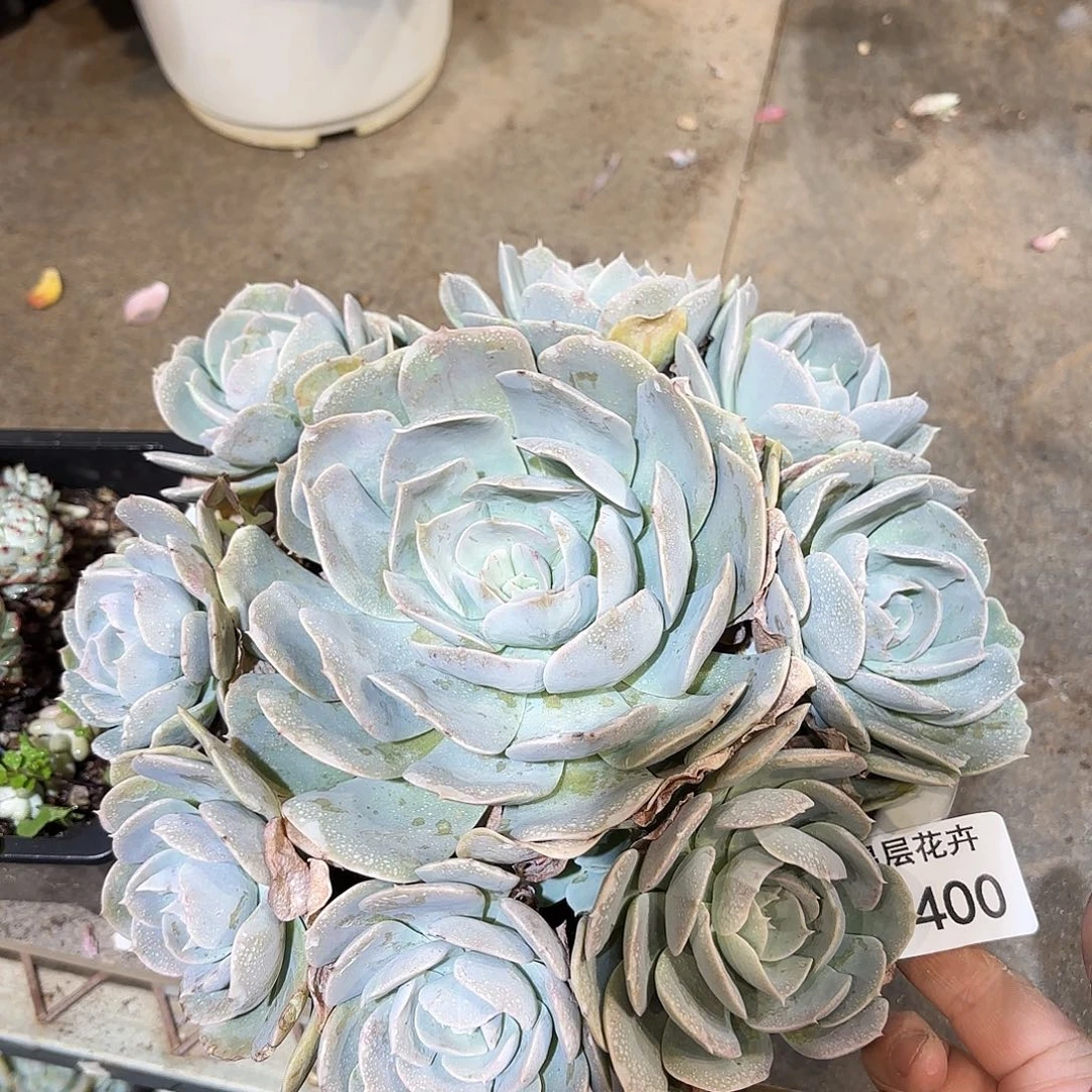 同温层多肉鲁氏石莲400