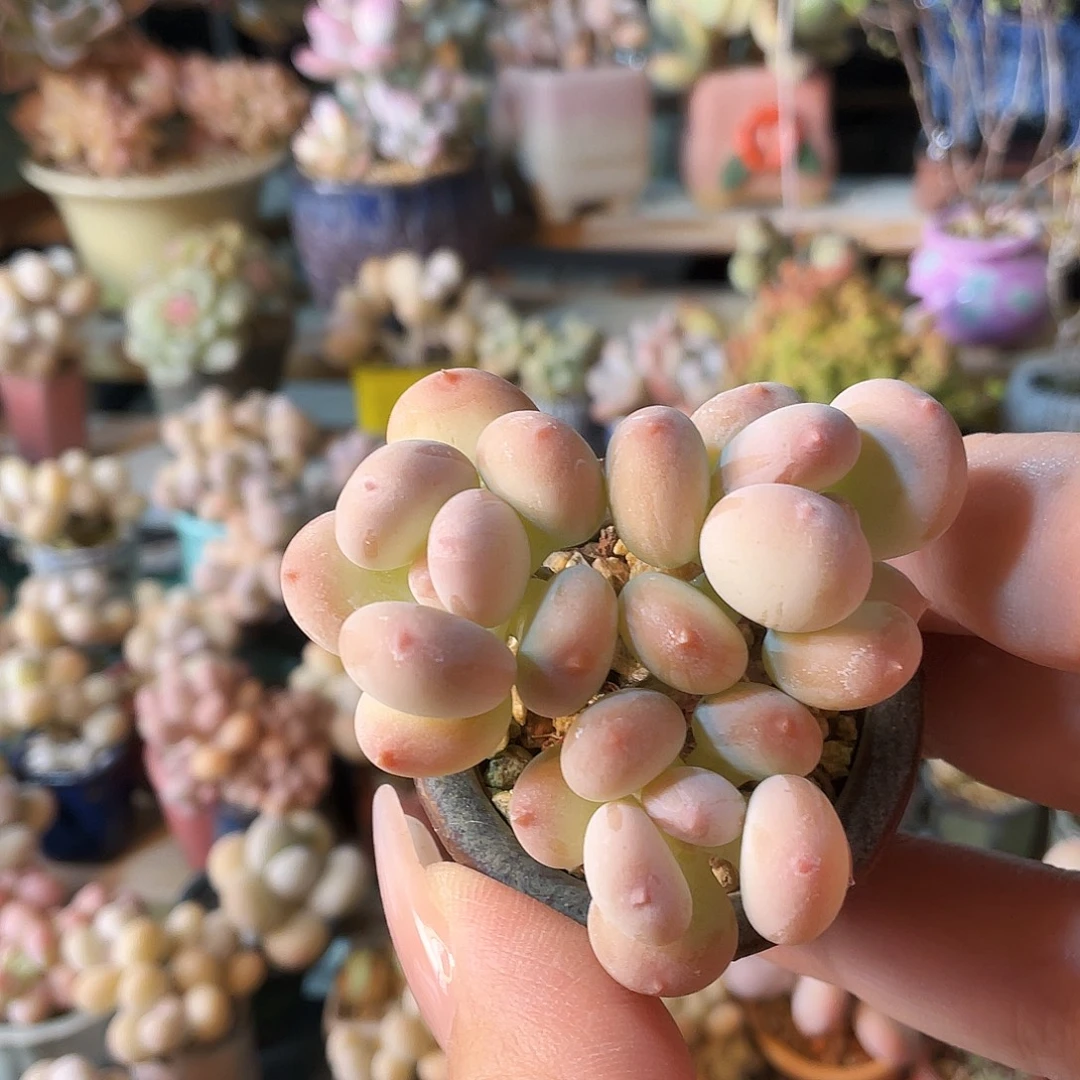 l***n多肉植物和野生植物等
