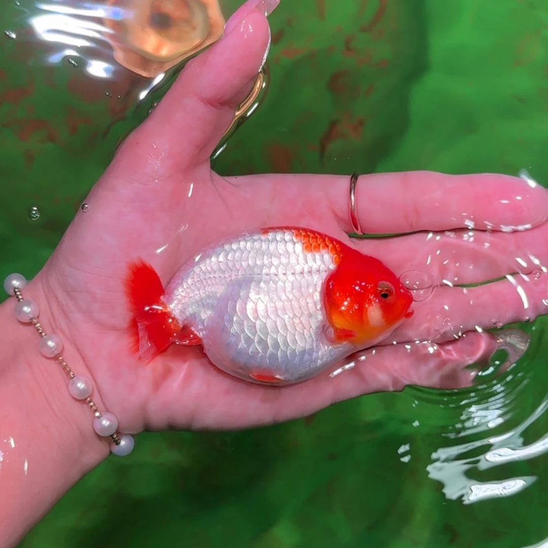 金鱼兰寿亚成兰寿亚成