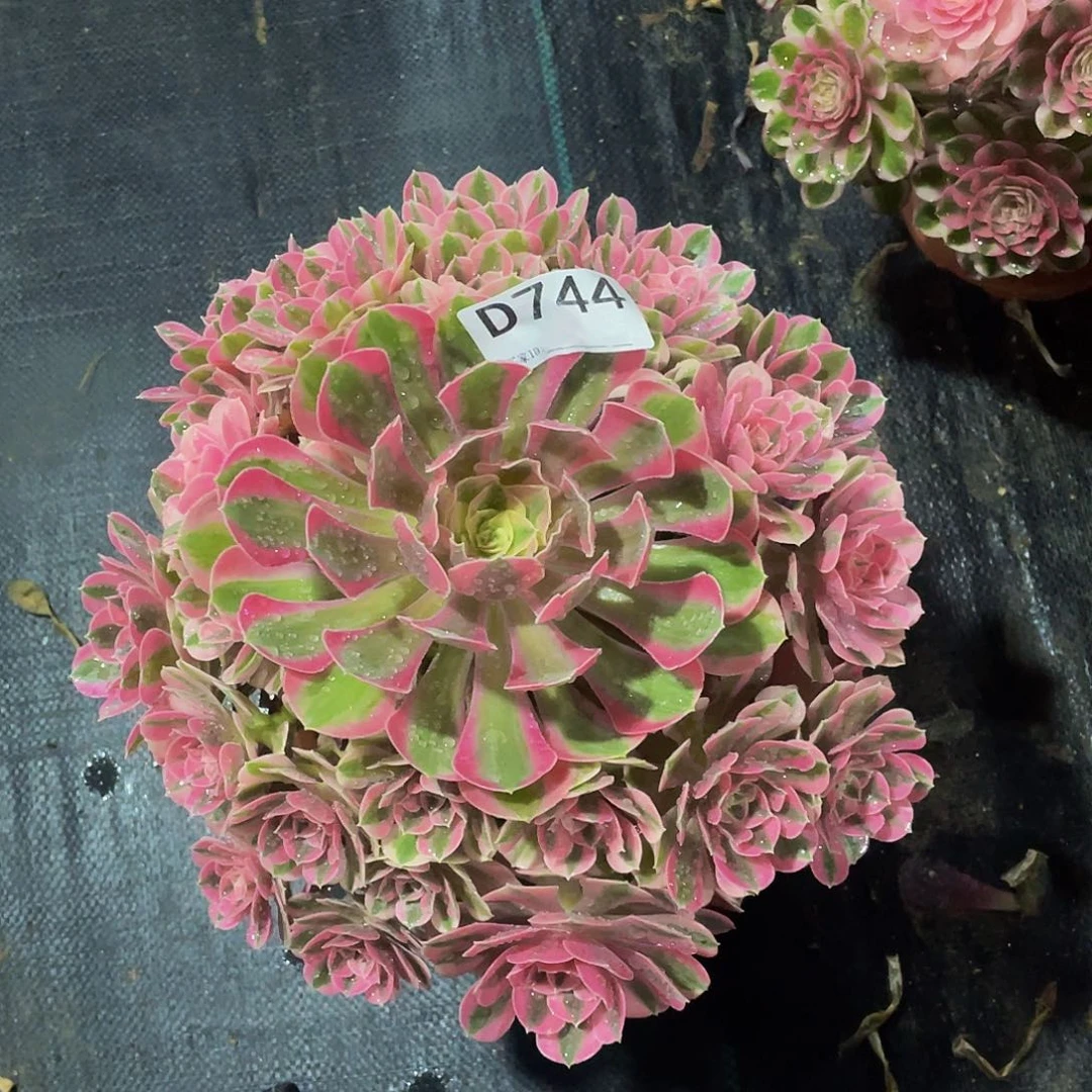 用****7粉女巫多肉      744