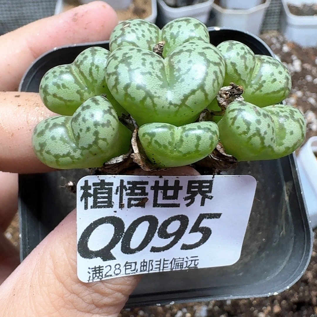 多肉植物的润泽徐