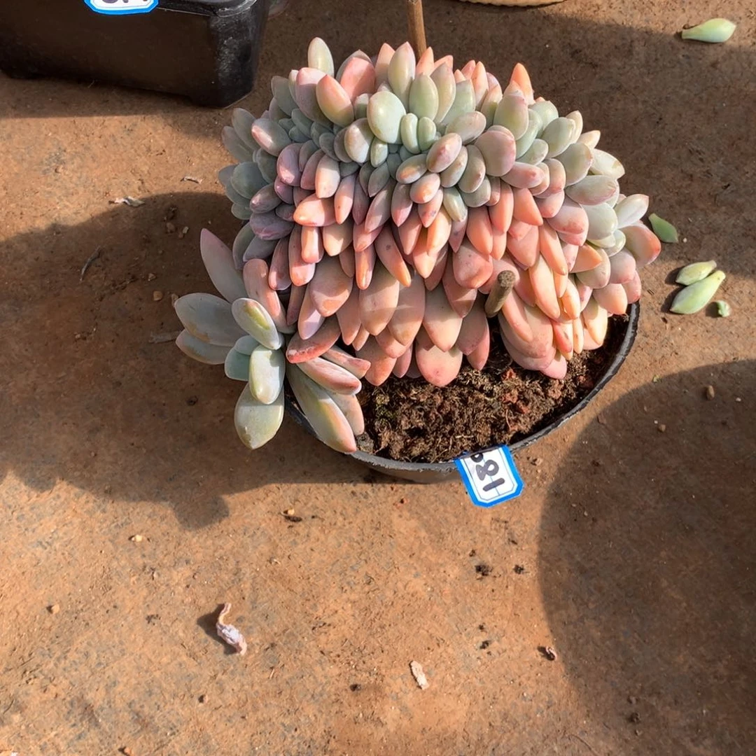 681粉兔缀 一物一拍多肉