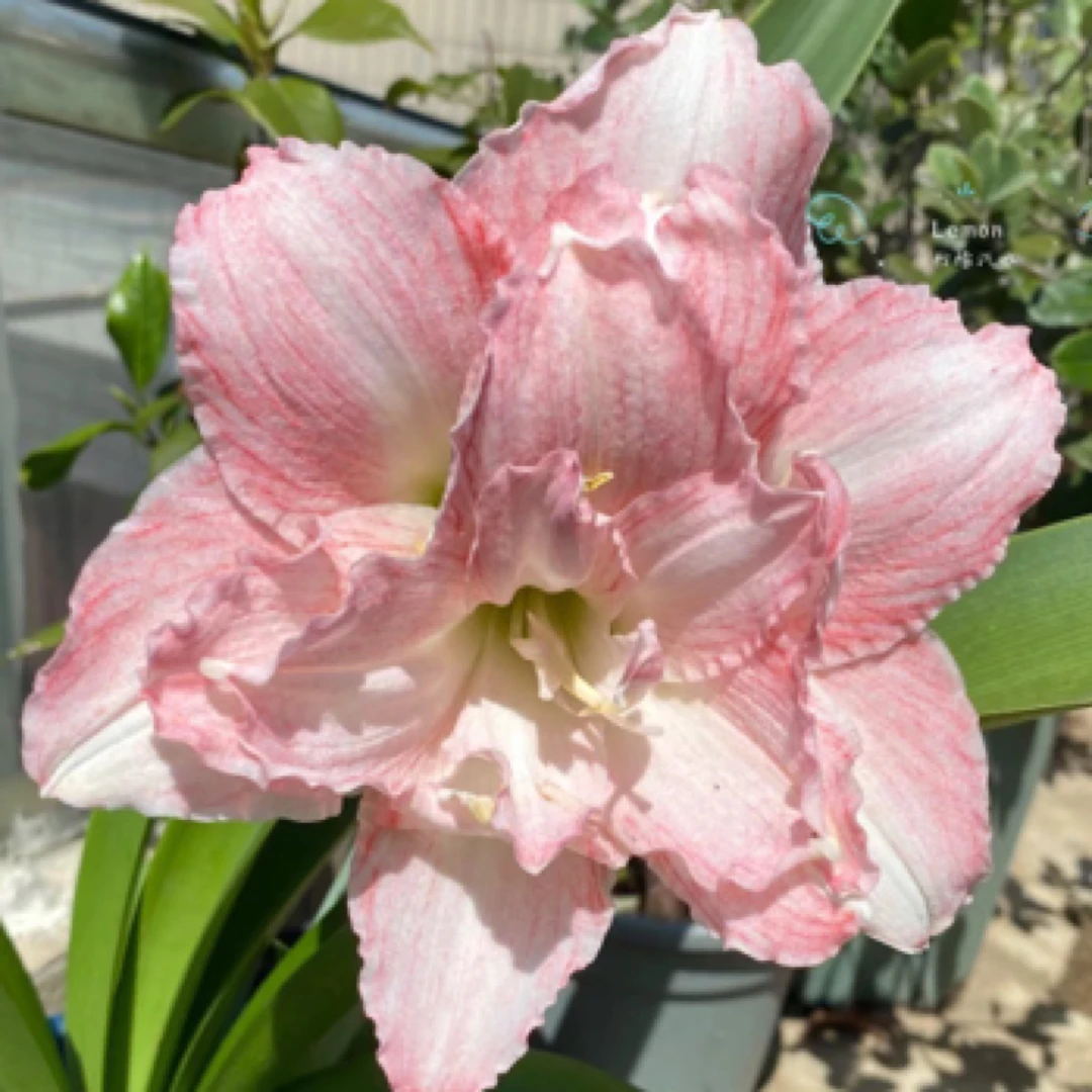 贵货【豆蔻】朱顶红包对版重瓣大花带香味自然球