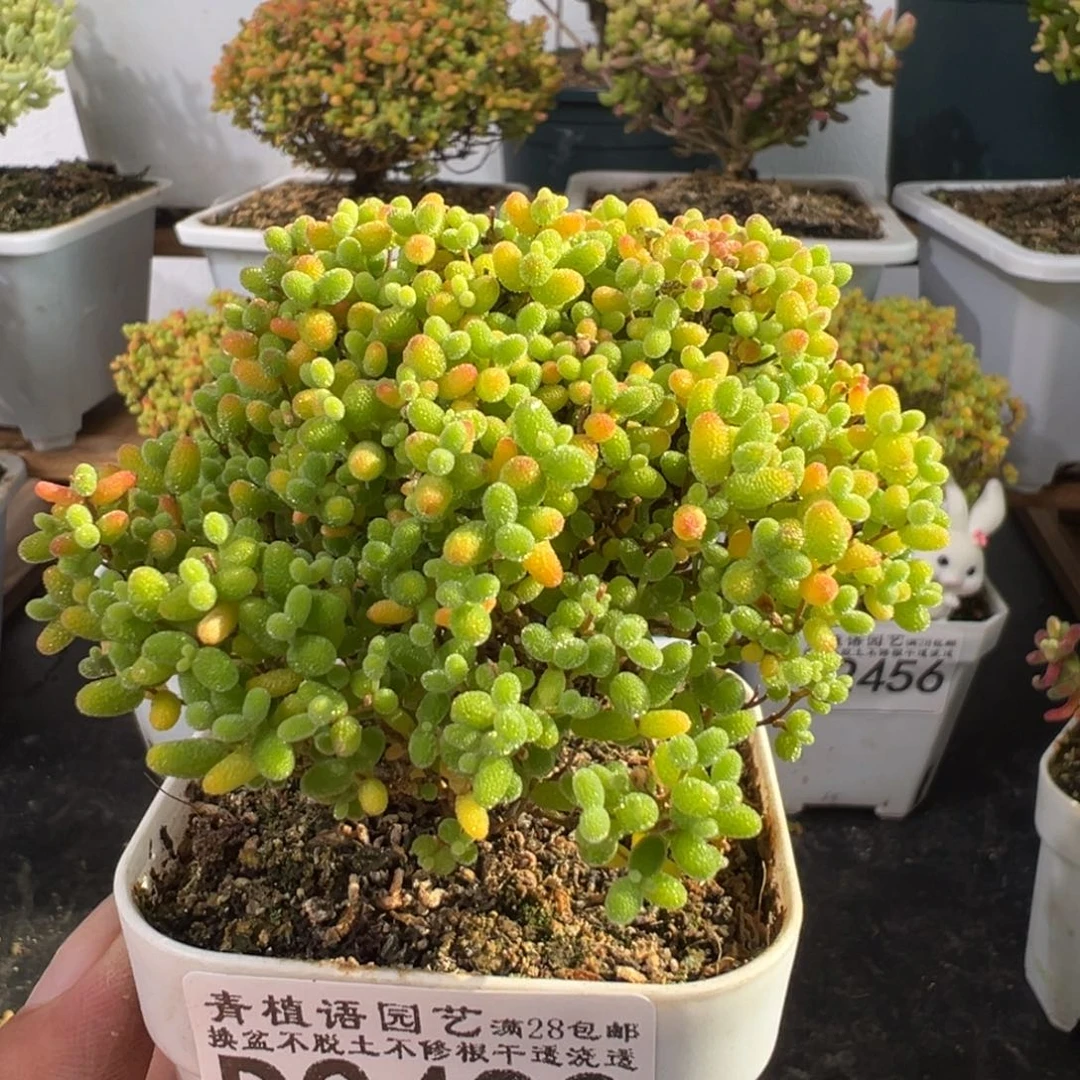 D2482蜜桔一物一拍