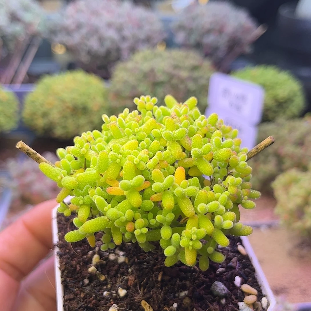 051蜜橘糖球枝干番杏