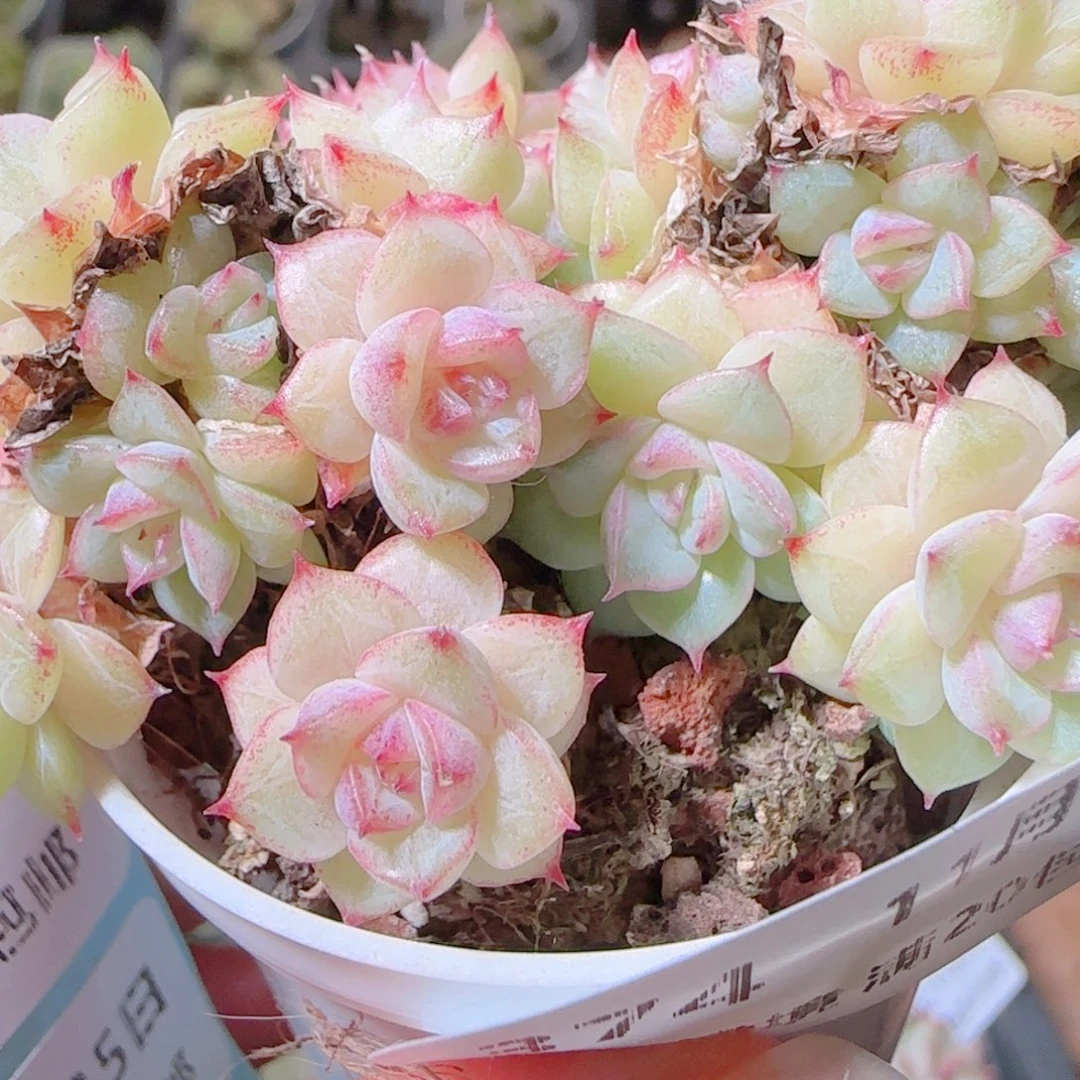 柠***果花语逸镜1105-374散