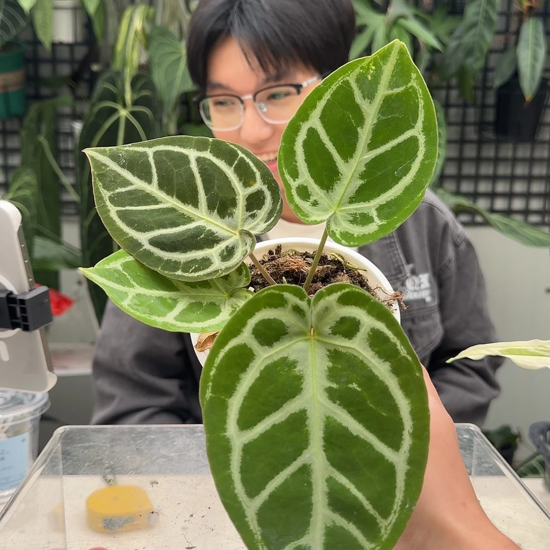 完全开放V28粉脉水晶纹杂极致铜锣烧