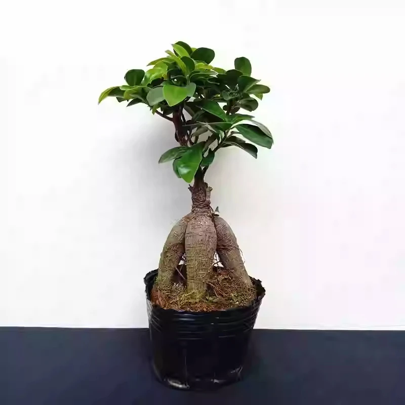 榕小叶榕树造型盆景室内绿植盆栽老桩易养植物四季常青