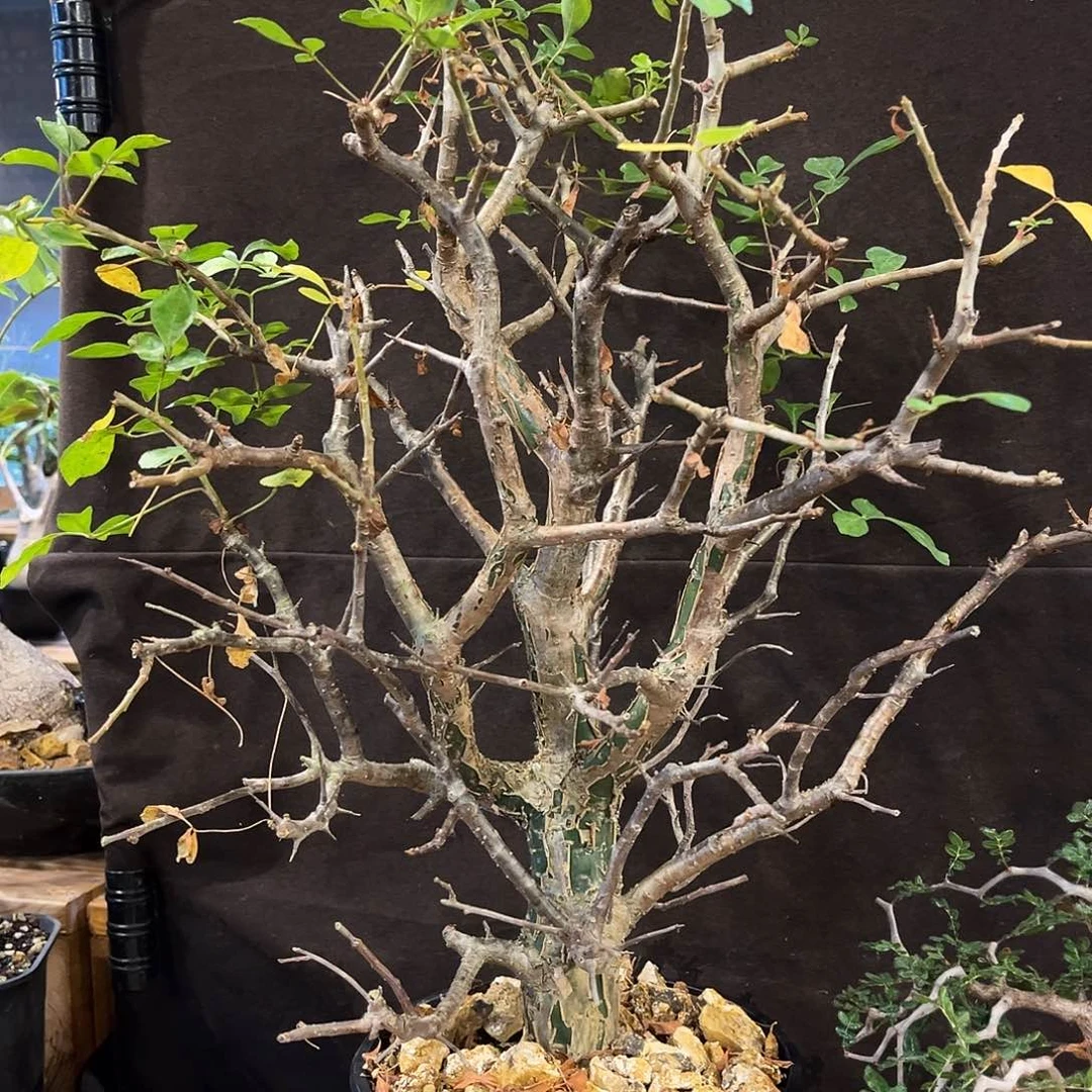 潮流植物 橄榄订金