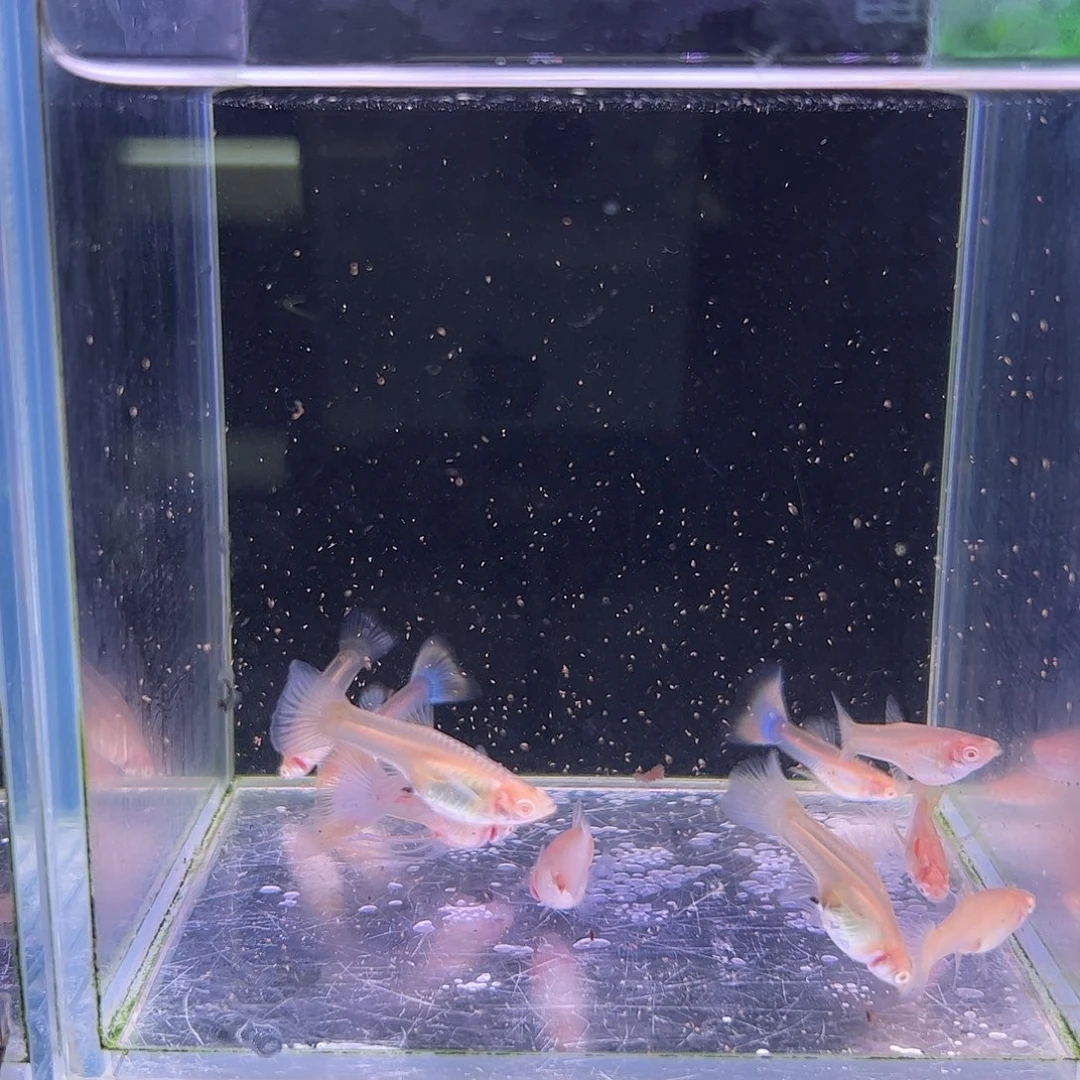 孔雀鱼金粉6母2长公2短工