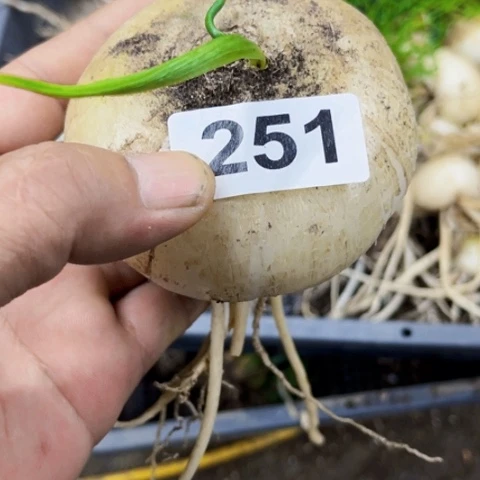 251仓角殿8厘米一物一图如图