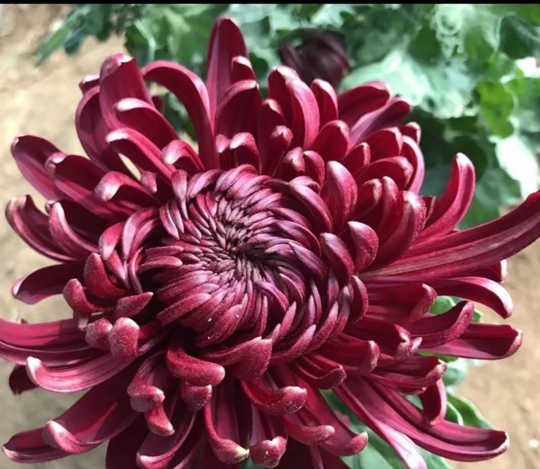 九月菊【黑旋风】菊花盆栽耐寒盆栽阳台庭院土球发货不售后