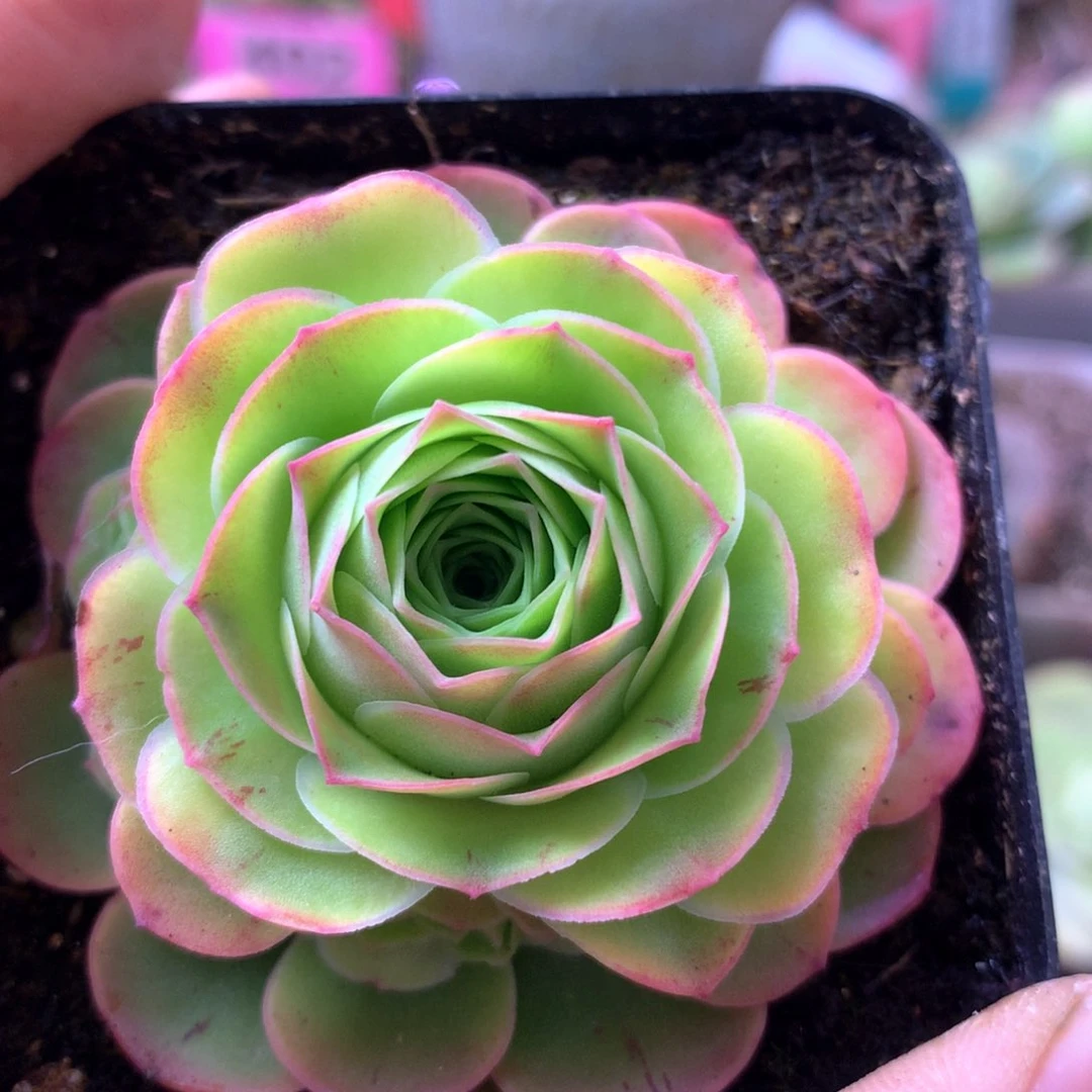 一物一拍追光者091