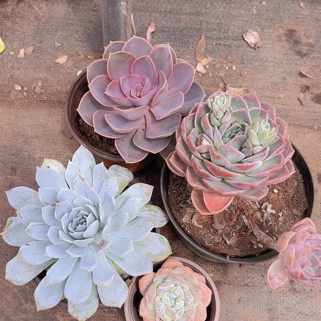 冰玉，薄叶蓝鸟，原始哈利，紫丁香，各一盆