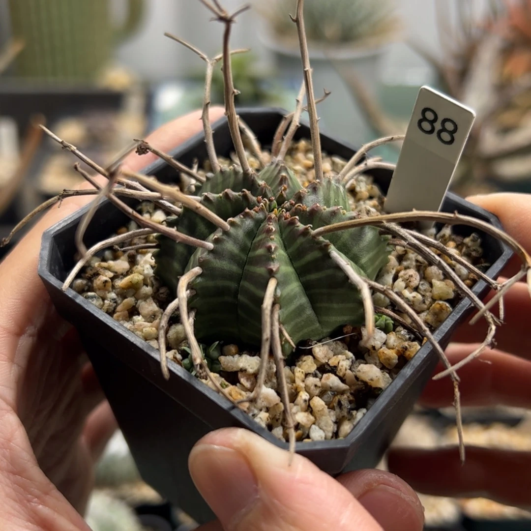 实生法利达大戟脱土发货