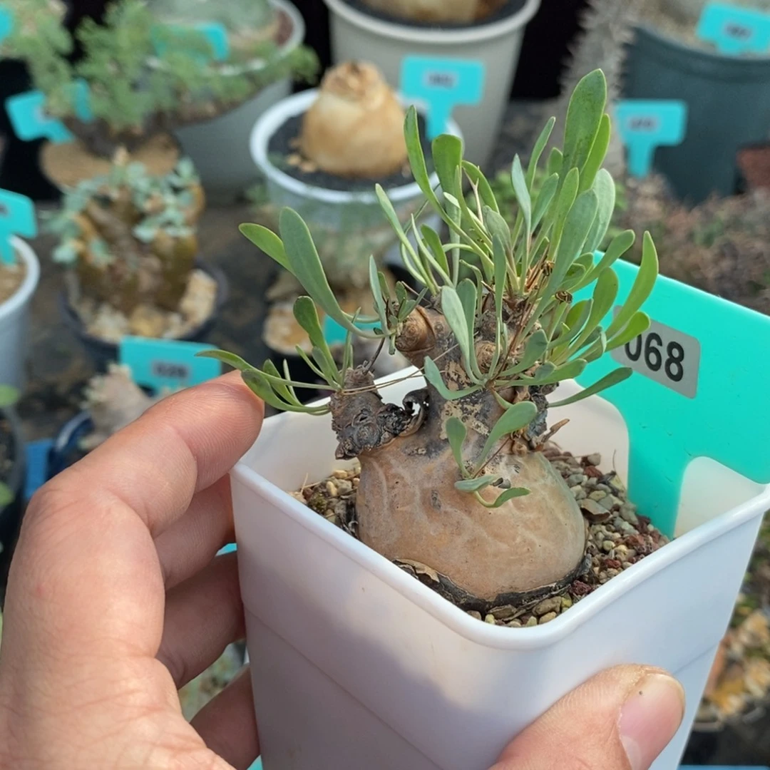 产地开普敦厚炖菊多肉植物