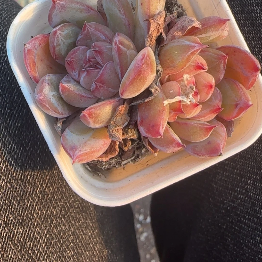 小卡拉米糖心一物一拍