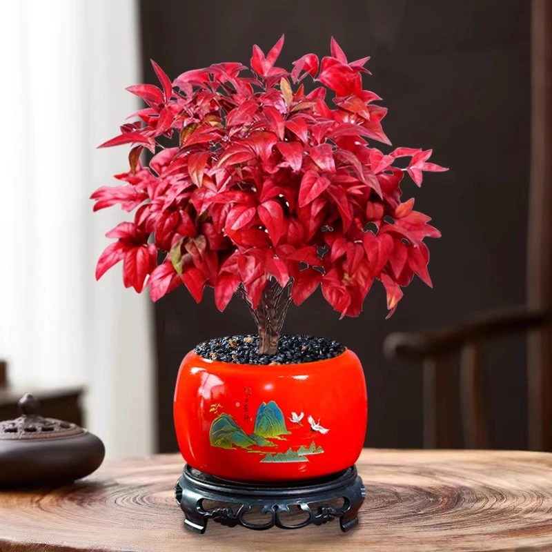 中国红花盆陶瓷火焰南天竹专用盆栽喜庆花盆桌面文竹多肉绿植花盆