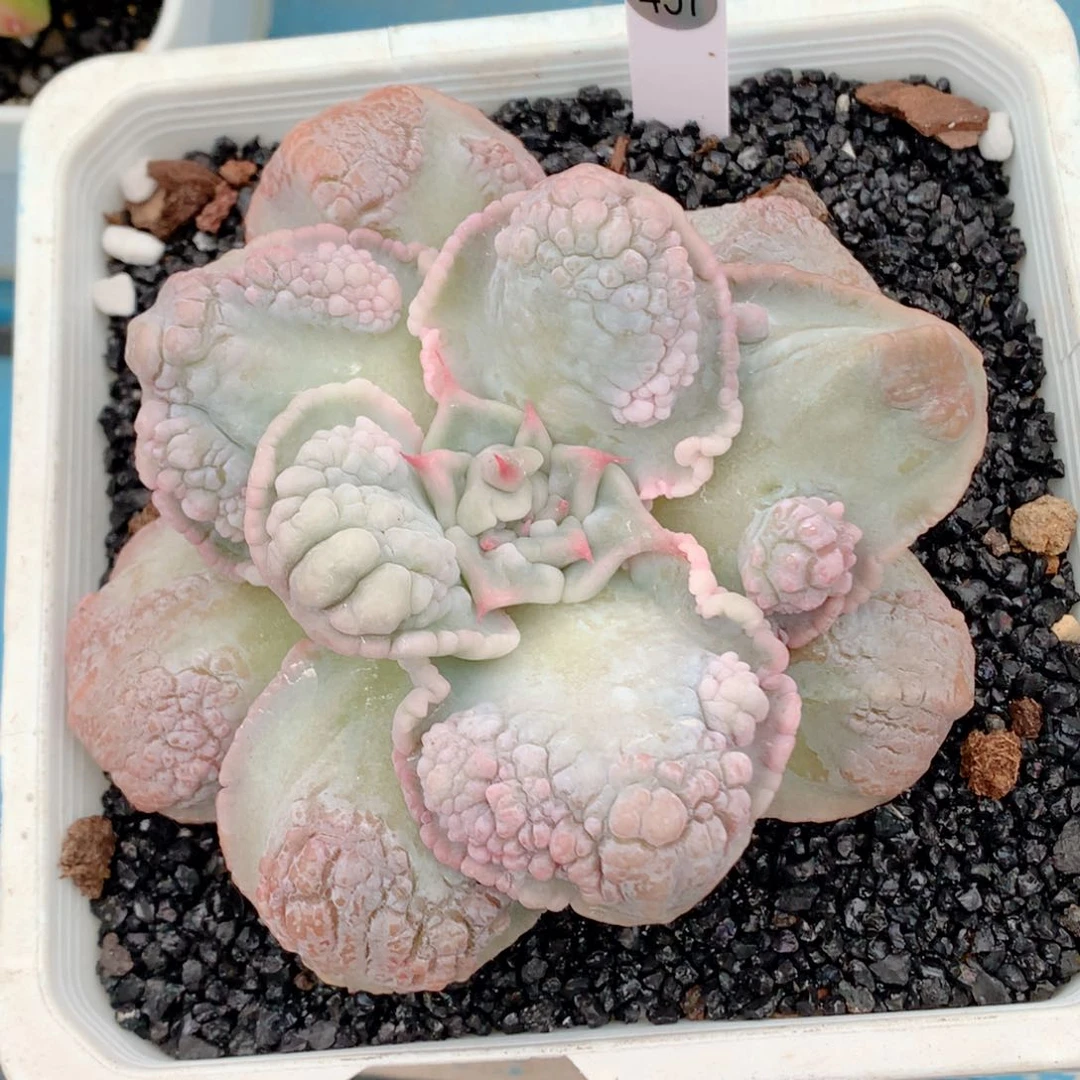 58包邮  群生不包整497