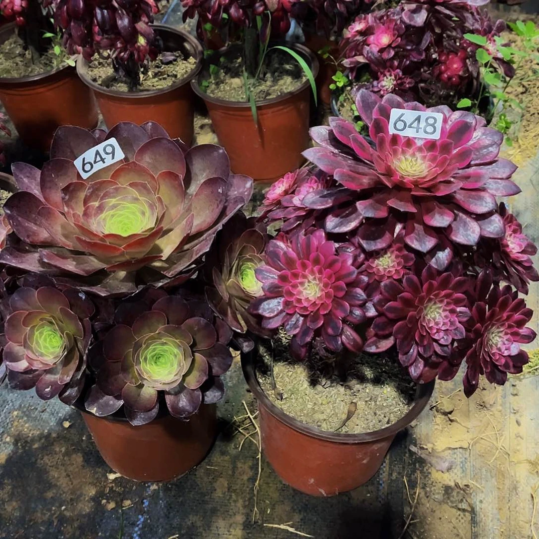 多肉植物，648.649枚金，黑铜白