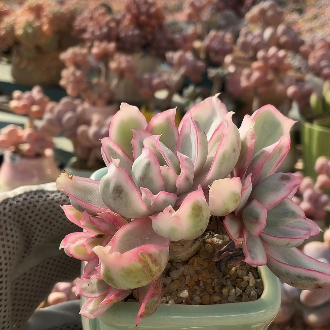 多肉植物的生长发育