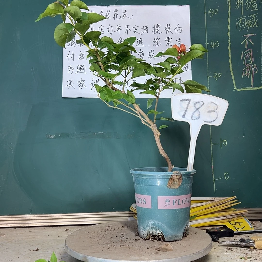 当前无花栽培后可以开花落日 造型 783
