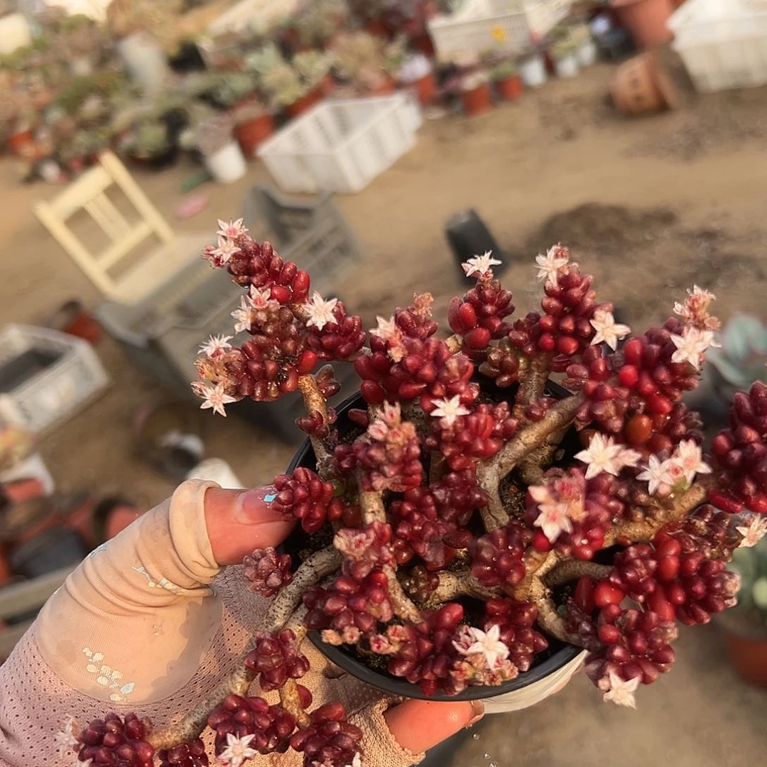 多肉植物红珊瑚毛豆