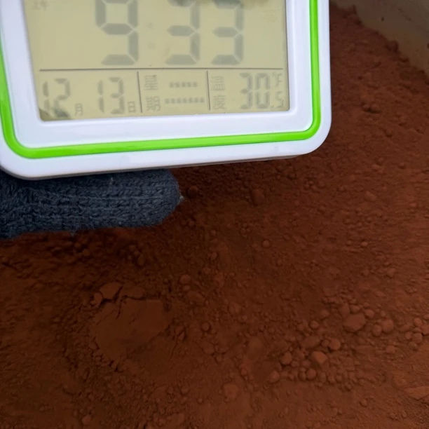 长白山灵芝孢子粉