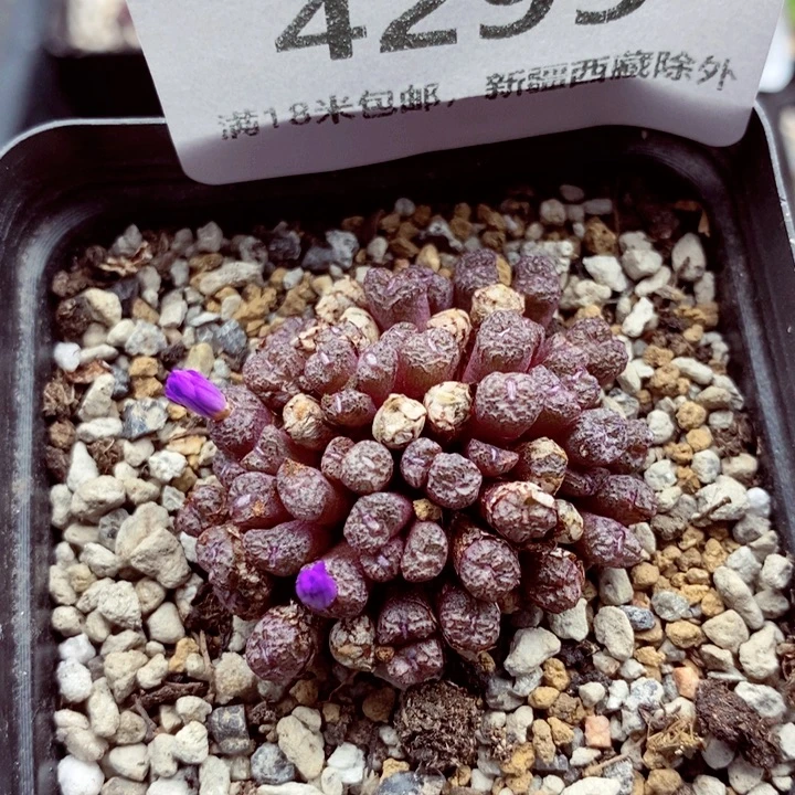 4295。