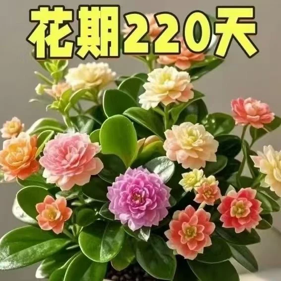 碧玉新品绿植花卉碧绿四季开花浓香型盆栽室内桌面净化空气驱蚊