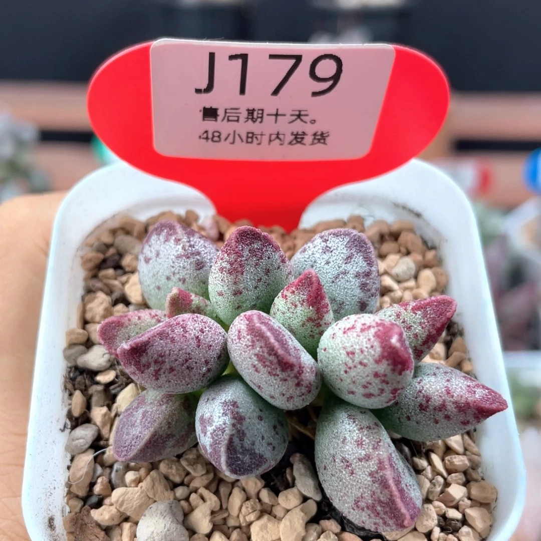花斑鹿       179