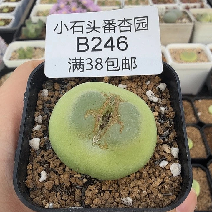 O****专拍 拉登一颗 带盆发