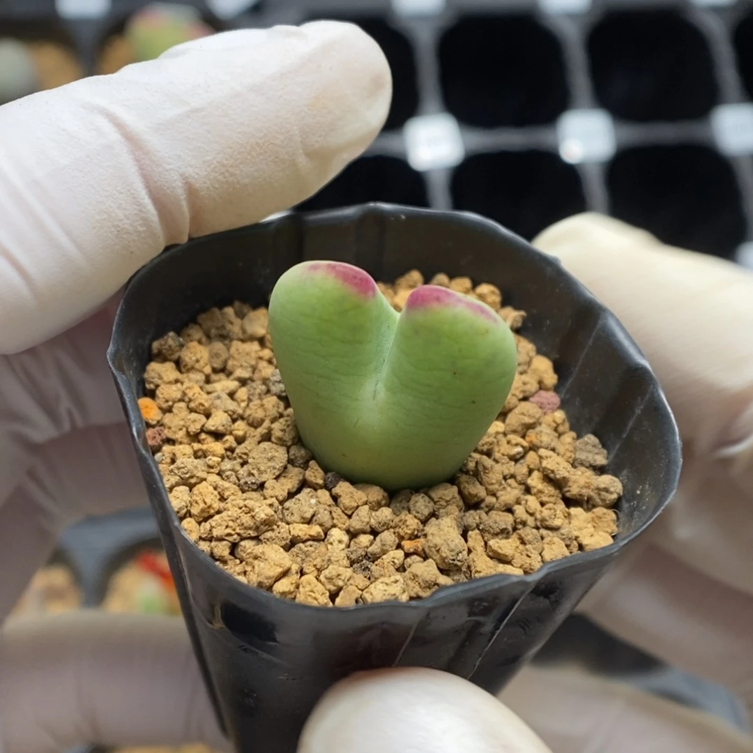 多肉植物肉锥杂交K-075（1.9）