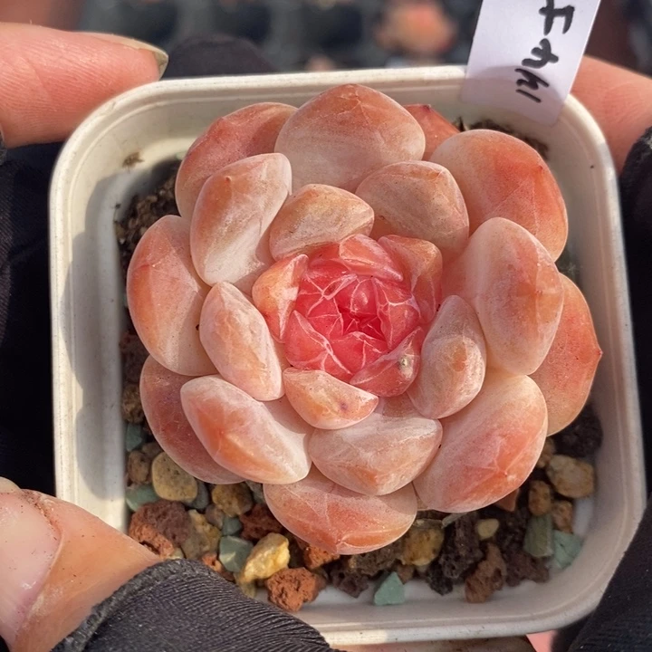 1214-561，粉魄多肉