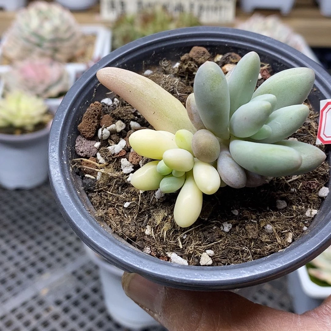 2840 不知名锦 需延时发货