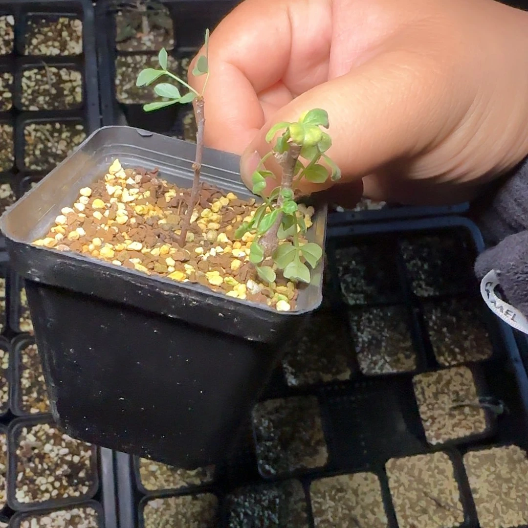 念珠橄榄 多肉植物