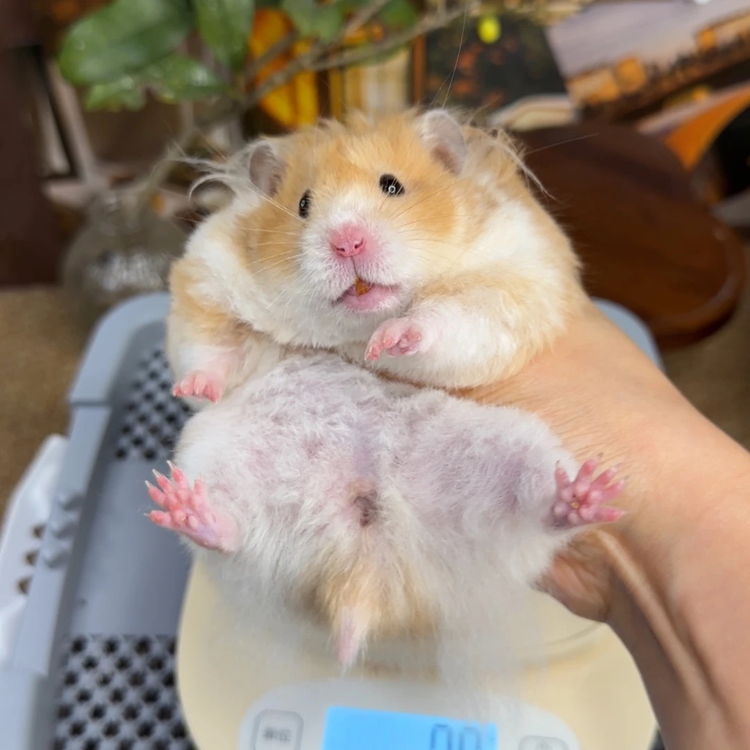 肉桂波妹妹193g8个月