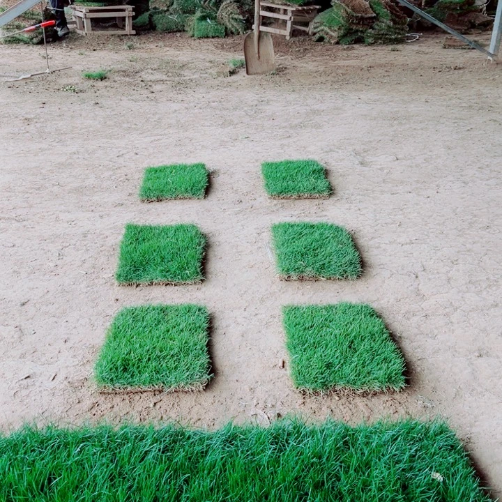 孙***超无花朵马尼拉草坪包邮价格，。。