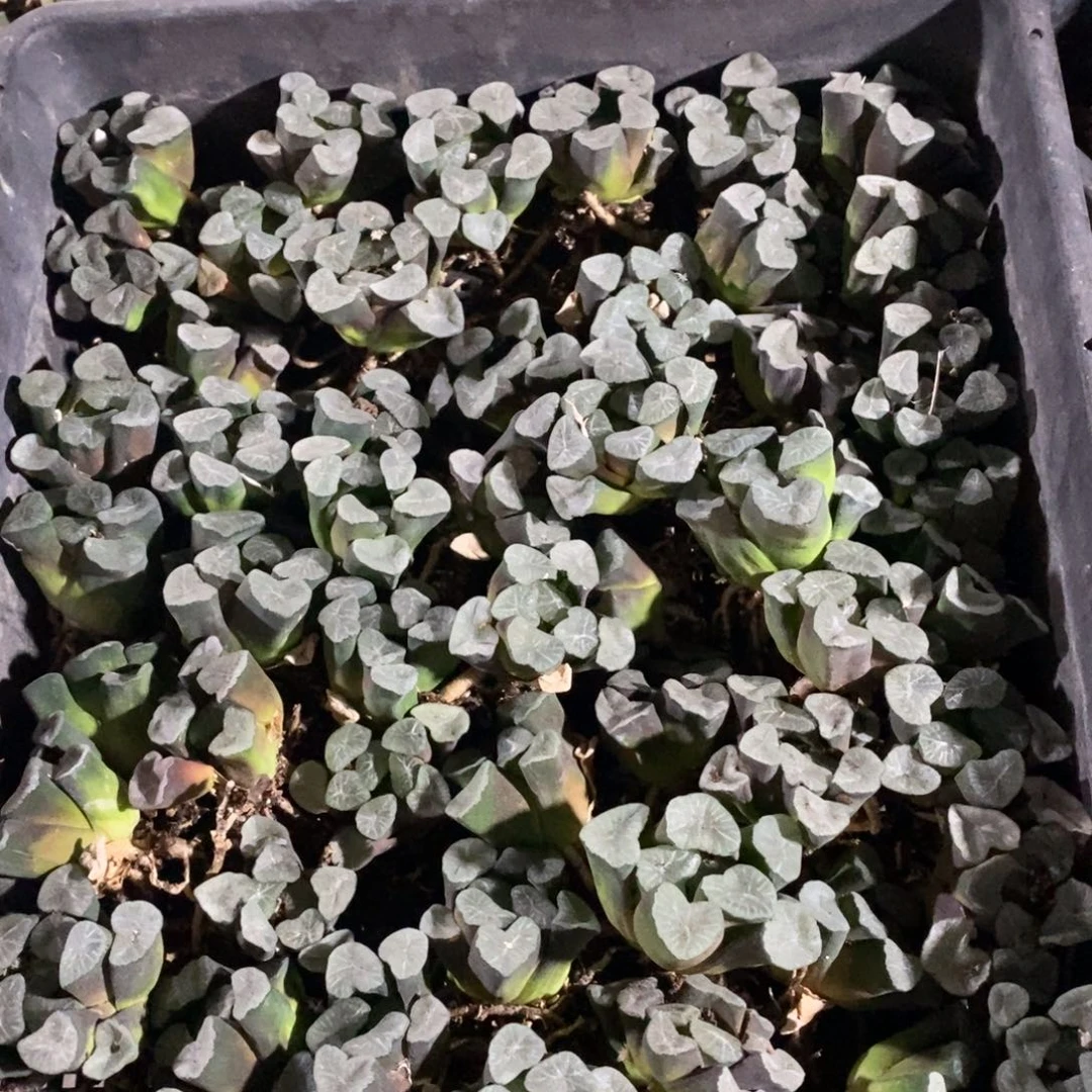 9127 一颗实生空明湖万象 超级福利