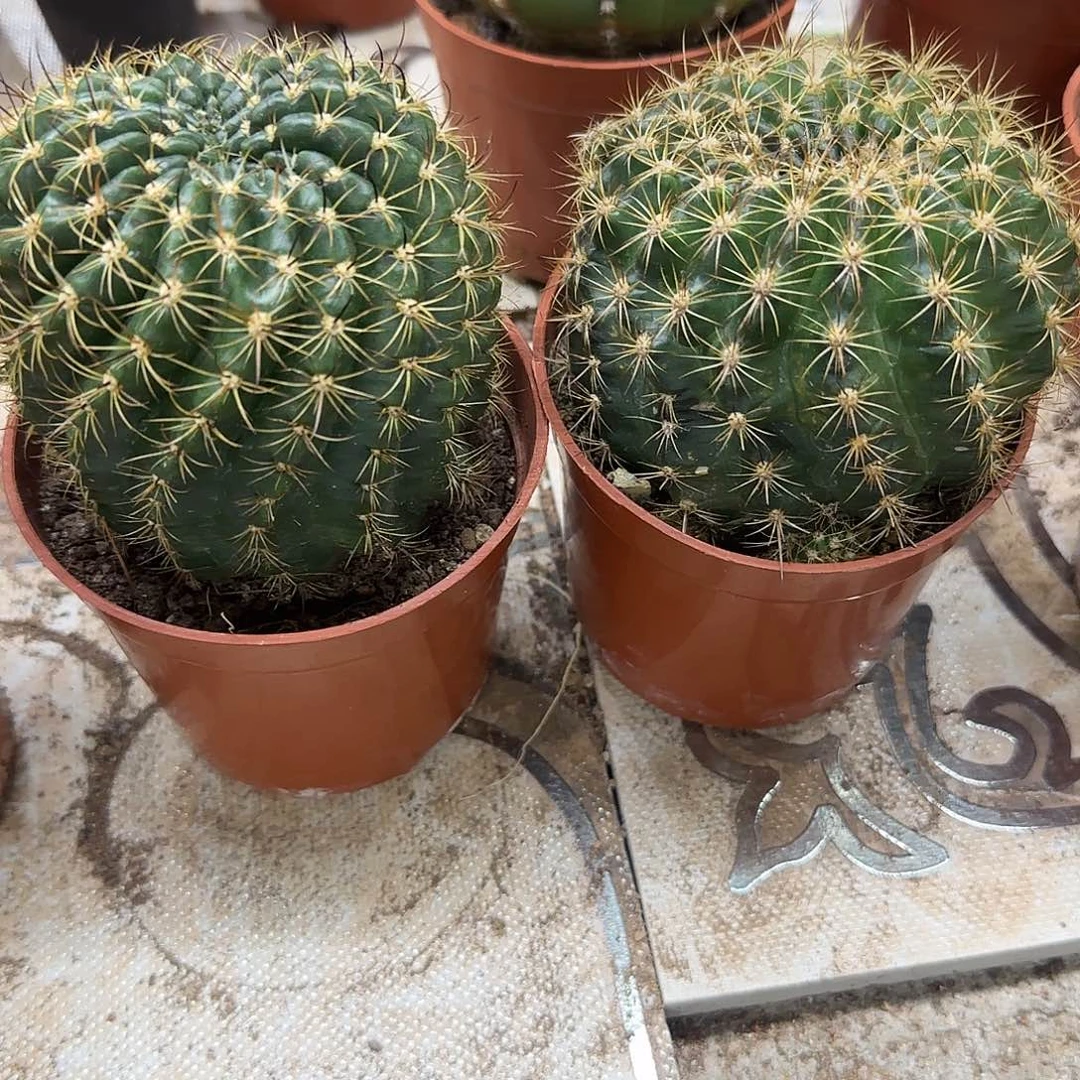 花花花花花花花花花花