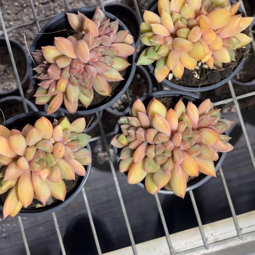 红象牙缀化只发新疆