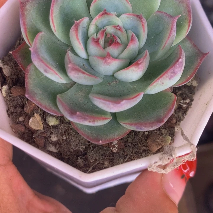 勾魂仙子 （满9.99包邮不满9.99发叶子）