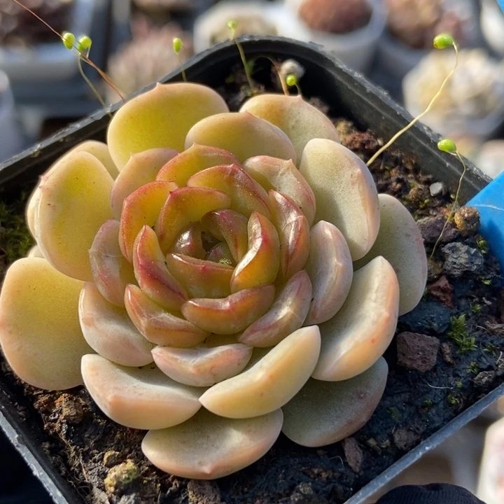 6143容晶多肉植物保护研究所