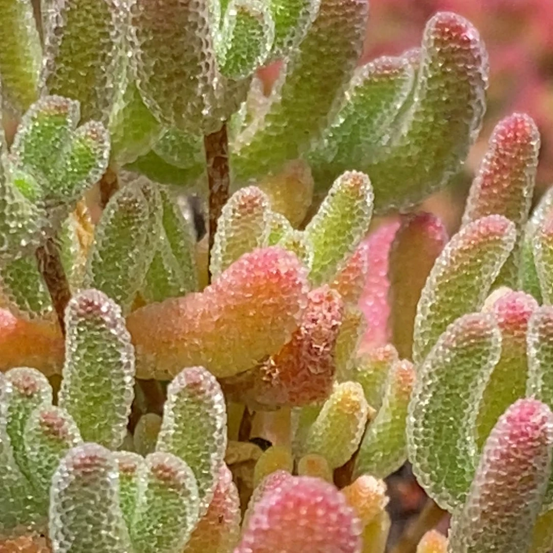 阿*冰晶小可爱小可爱D839