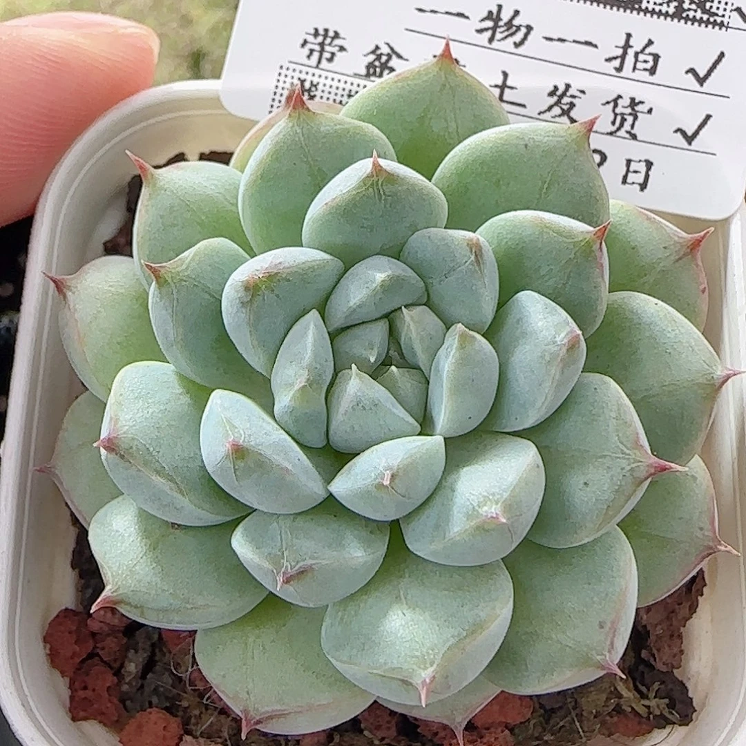 多肉0902-30福利福利