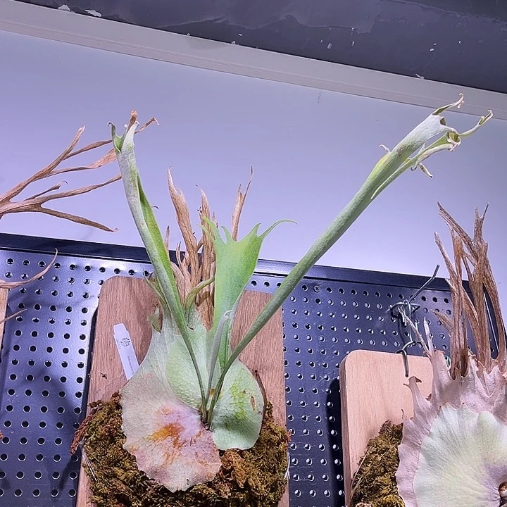 不开花植物tk 高冠北猴 侧