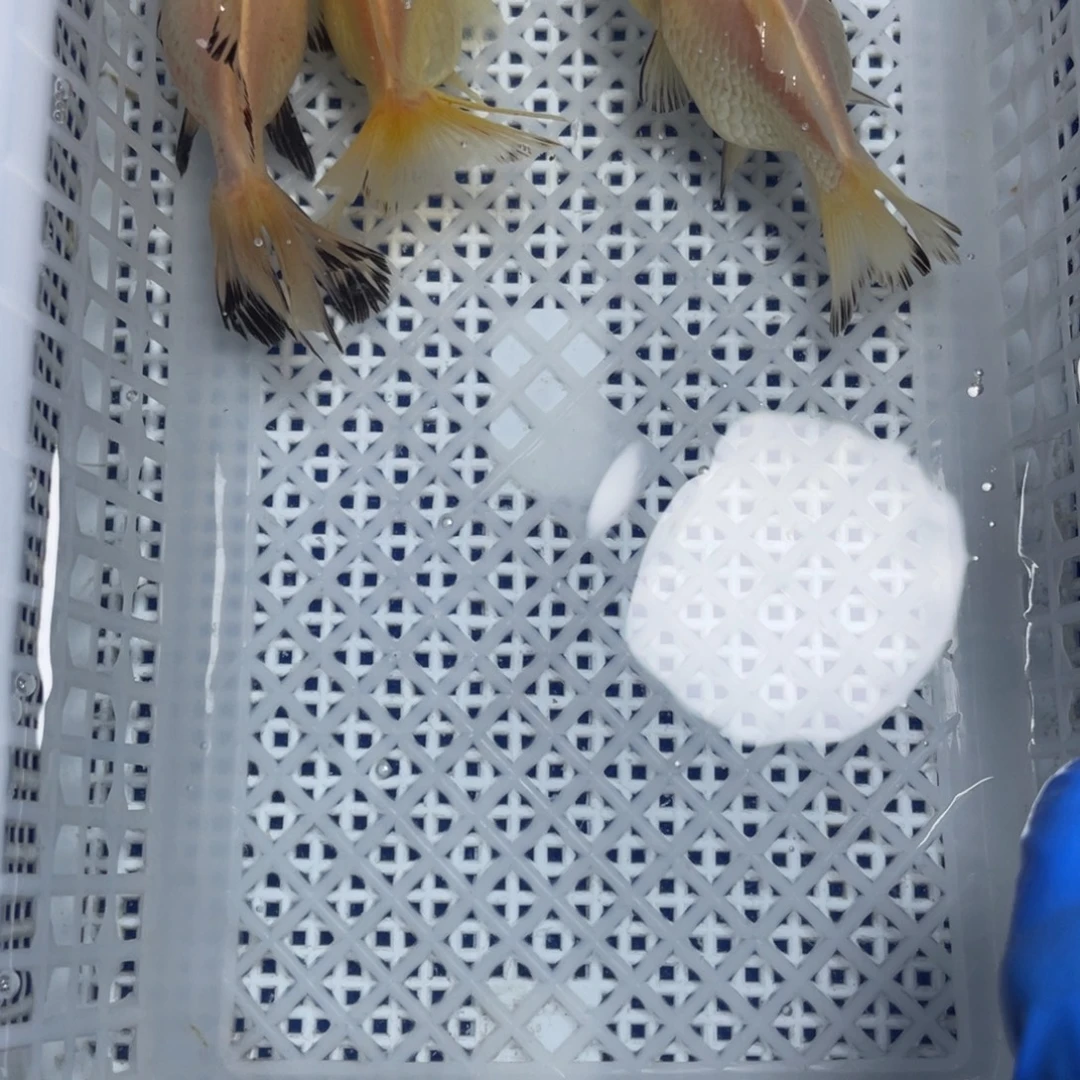 海水鱼花泰狮金鱼19