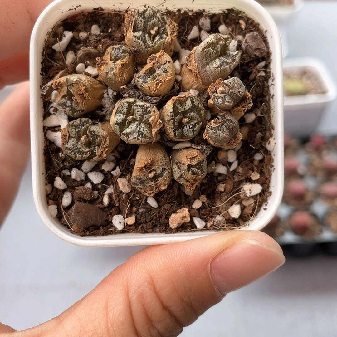 5078大棚清仓甩卖了