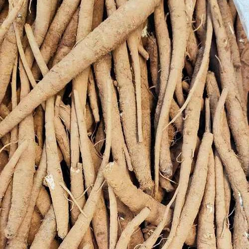 定亮收山货～甜当归非香菇